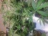 20130821_170915.jpg