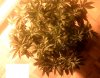 IMG_20131014_181931.jpg