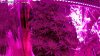 Grow2-wk-8.jpg Grow2-wk-8.jpg