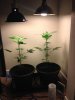 BothPlants.jpg
