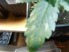 leaf problem 005.jpg