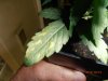 leaf problem 009.jpg