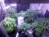 5th week veg from seed BxS_SS_ZR.jpg