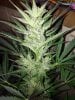 bud4.jpg