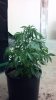 2012-12-17_12-07-15_268.jpg