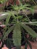 chocolope1.jpg