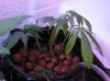 grow 017.jpg