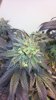 2013-03-16_12-58-33_389.jpg
