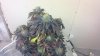 2013-03-16_13-00-33_725.jpg