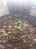 Cotyledon.jpg