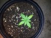 plant5ss.jpg