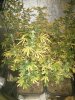 IMG_20131016_063332.jpg