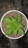 JF seedling 10-21-13 -4.jpg