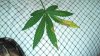 Herb 014.jpg