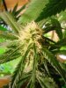 Bluecheese. 10-22.jpg