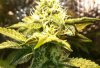 Bud3.jpg