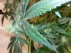 20131024_125118.jpg 20131024_125118.jpg