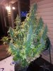 20131025_071953.jpg