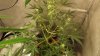 DSCF8065.jpg