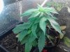 IMG_20131025_085130.jpg