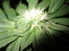 snowdawg2bud_d27f.jpg