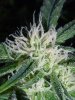 BlewDream4.WK3.F13.jpg BlewDream4.WK3.F13.jpg