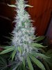 20131027_004301.jpg