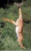 Gerenuk.jpg