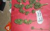 BC BS Kandy Kush.jpg