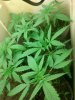 IMG-20131012-WA0004.jpg IMG-20131012-WA0004.jpg