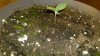 greensoil.JPG