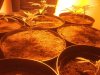 day 14 seedling 2.jpg day 14 seedling 2.jpg