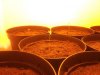 day 4 seedling 3.jpg day 4 seedling 3.jpg