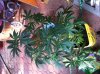 IMG_1158.jpg