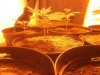 day 14 seedling 3.jpg day 14 seedling 3.jpg