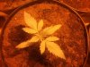day 11 seedling 4.jpg