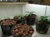 1st. day of 12x12 still vegging 004.jpg