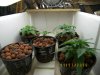 1-BB popped still in veg 005.jpg