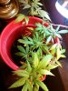 IMG_20131028_185315.jpg