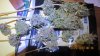 sour d!!!!!! 008.jpg sour d!!!!!! 008.jpg