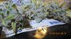 sour d!!!!!! 012.jpg sour d!!!!!! 012.jpg