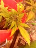 IMG_20131031_234146.jpg
