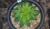 OG Kush seedling 10-31-13 -3.jpg