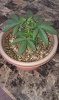 JF seedling 10-29-13.jpg