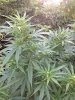 Critical1 - Aug 22 - 17.jpg Critical1 - Aug 22 - 17.jpg