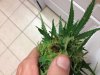 Critical2 harvest Oct 1 - 18.jpg Critical2 harvest Oct 1 - 18.jpg