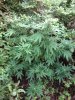 White Widow Aug 30.jpg White Widow Aug 30.jpg