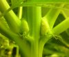213671d1235677597-swollen-calyx-i-hope-so-swollen_calyx.jpg