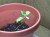 shitty plant 1.jpg shitty plant 1.jpg