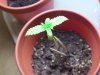 shitty plant 2.jpg shitty plant 2.jpg